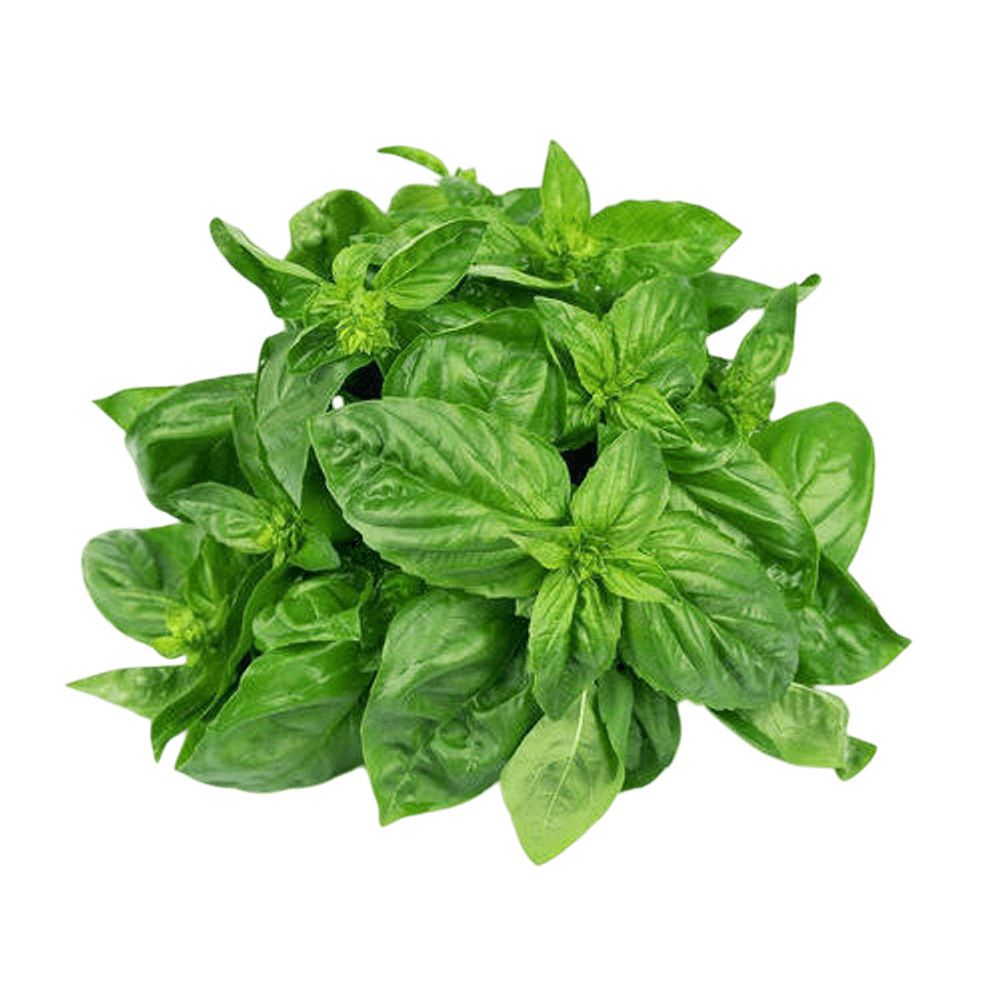 Basil Green 120 gm