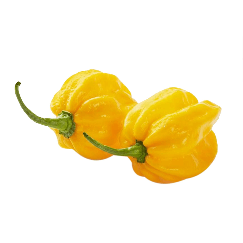 Dutch Habanero Yellow Chilli