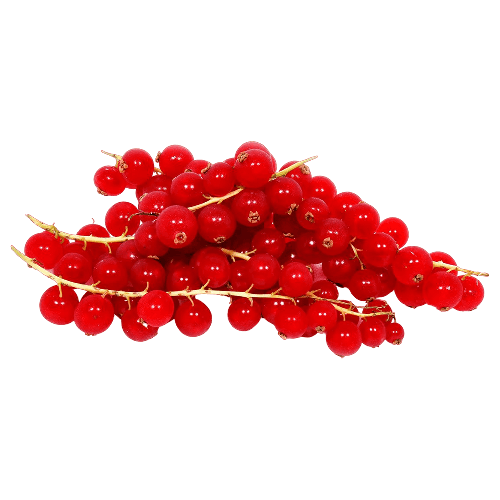 Dutch Red Currants