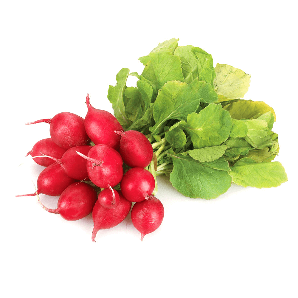 [KW046131] Dutch Red Radish