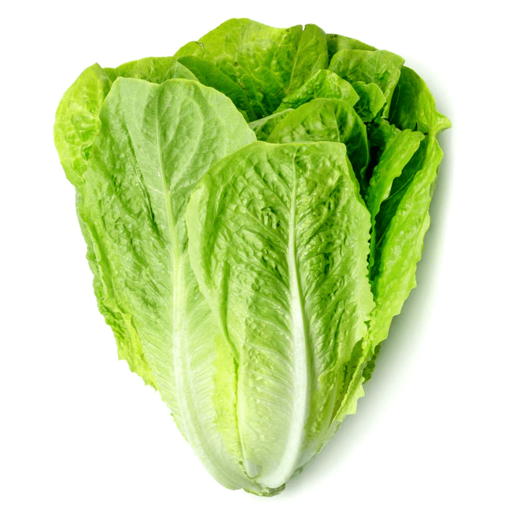 [KW046140] Jordanian Romaine Lettuce