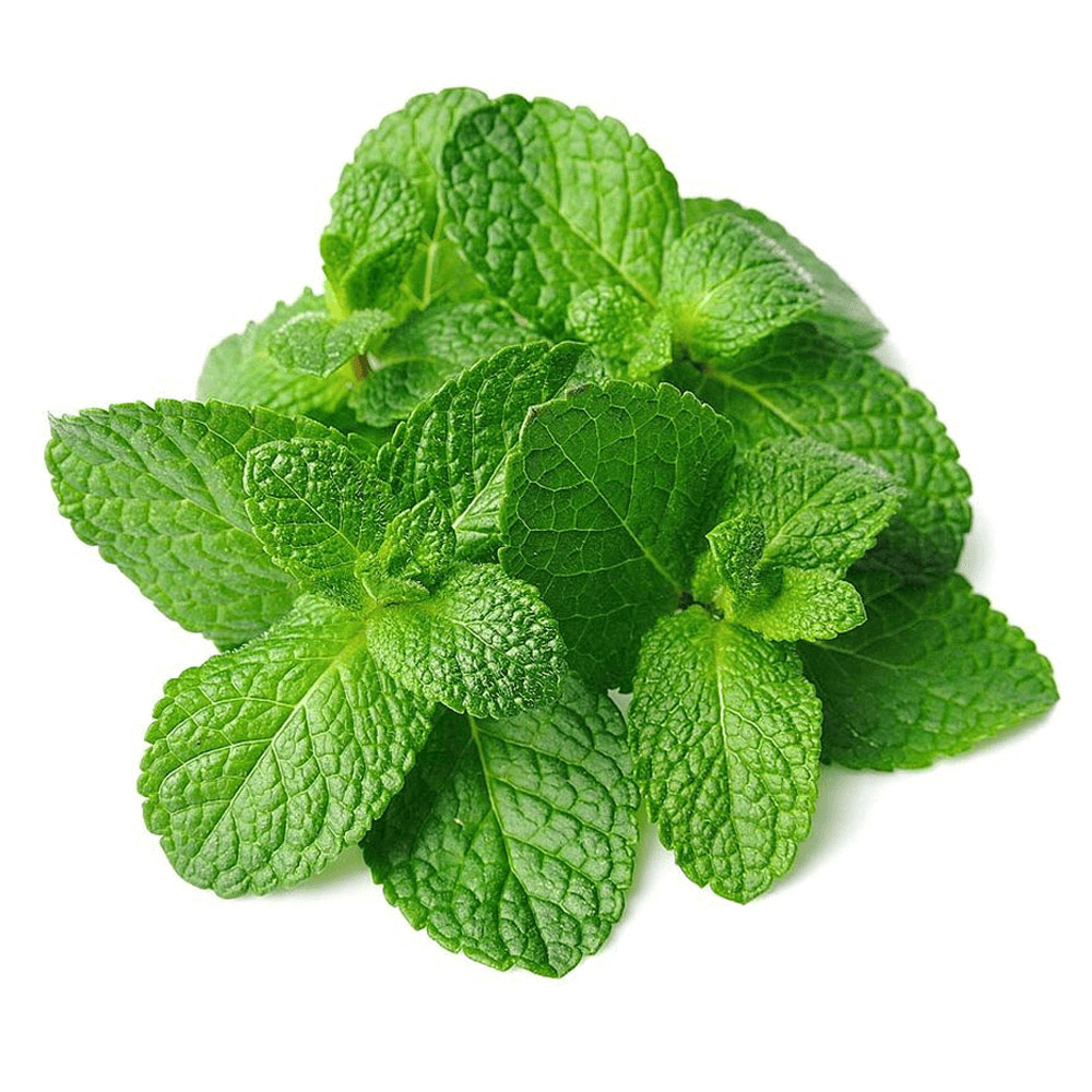 Kuwaiti Green Mint
