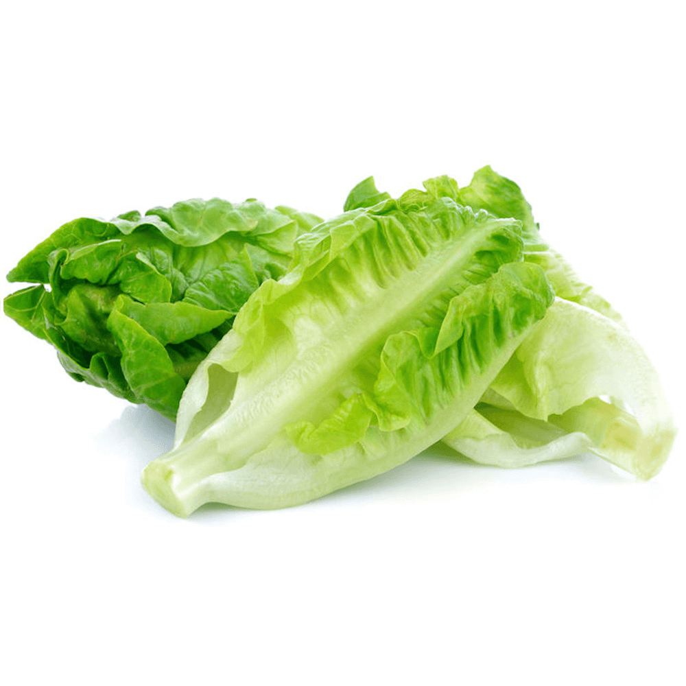 Holland Gem Heart Lettuce