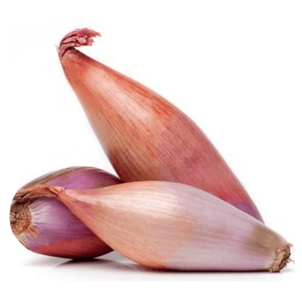 Onion Shallot
