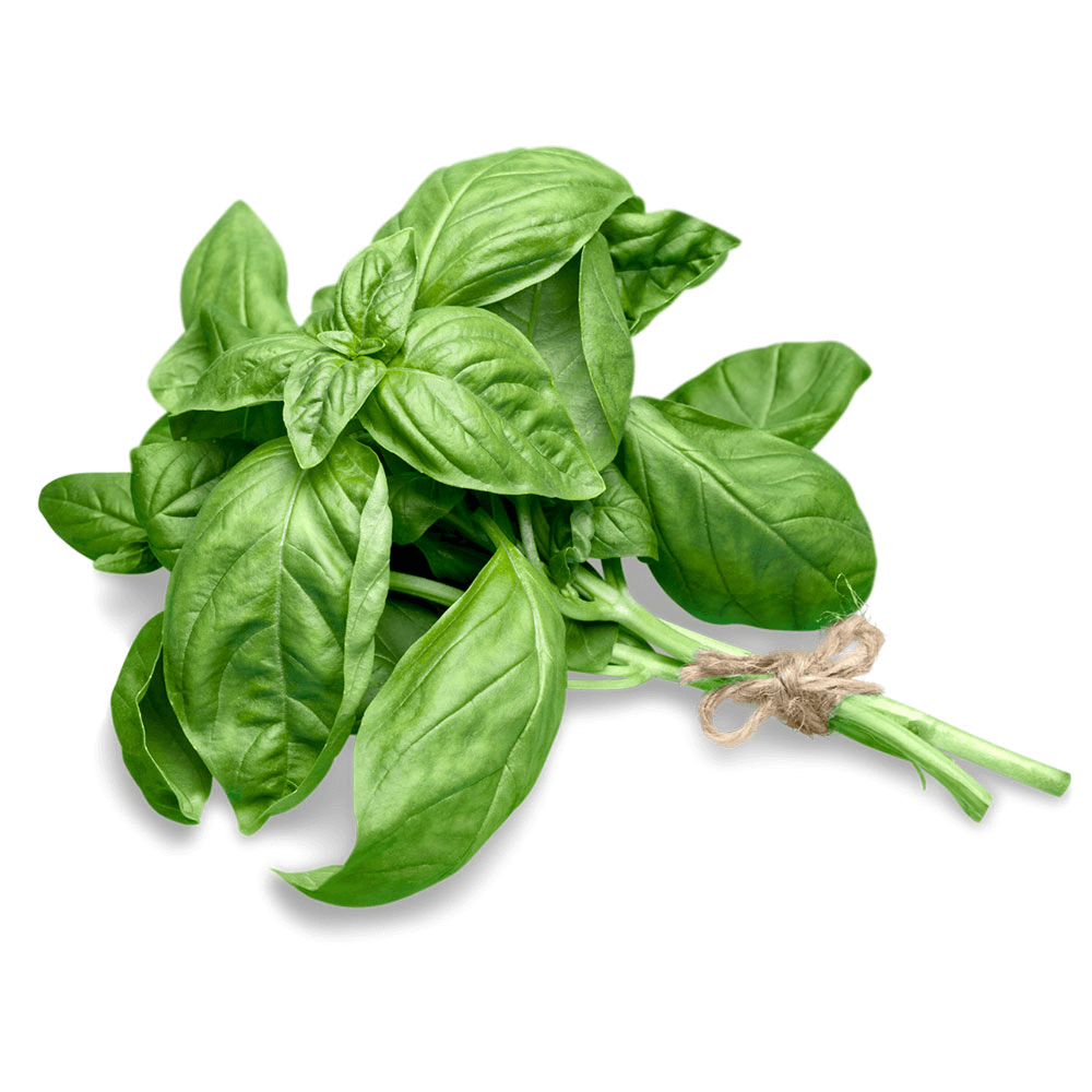 [KW055141] Holland Basil