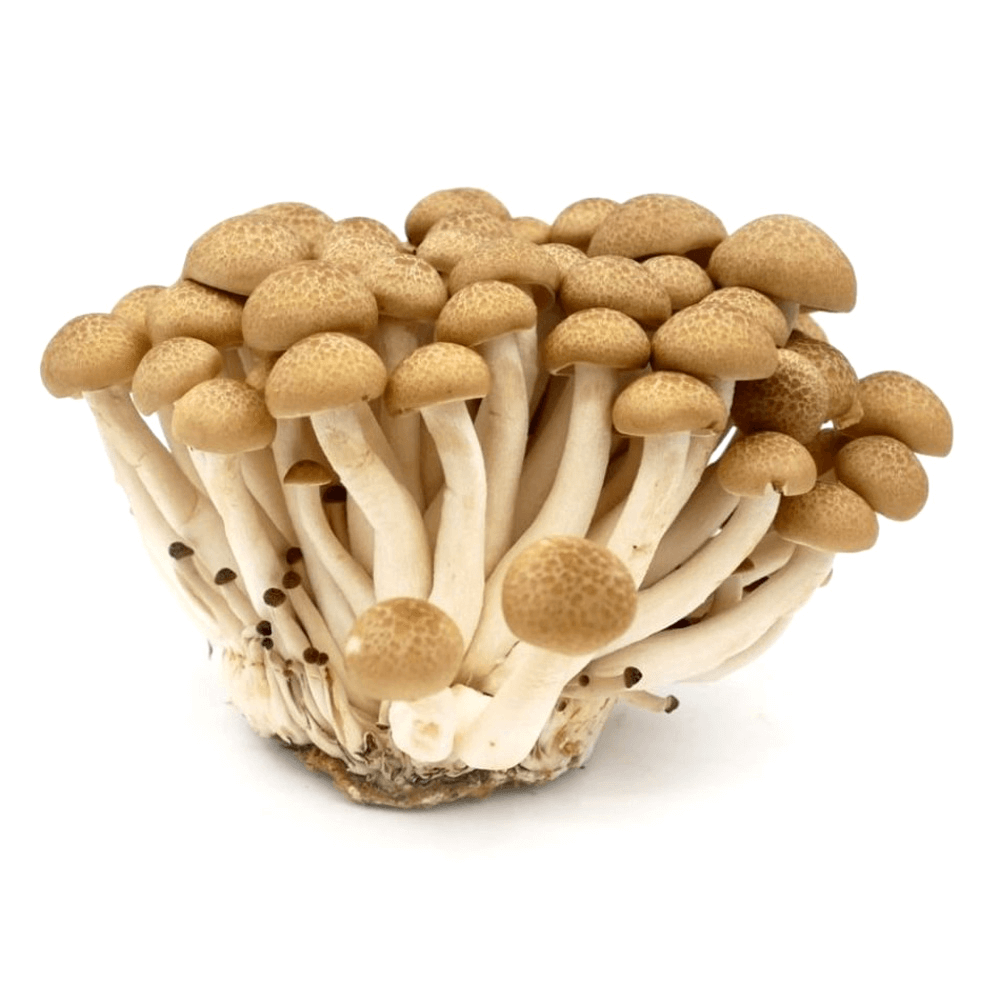 Brown Shiminji Mushroom