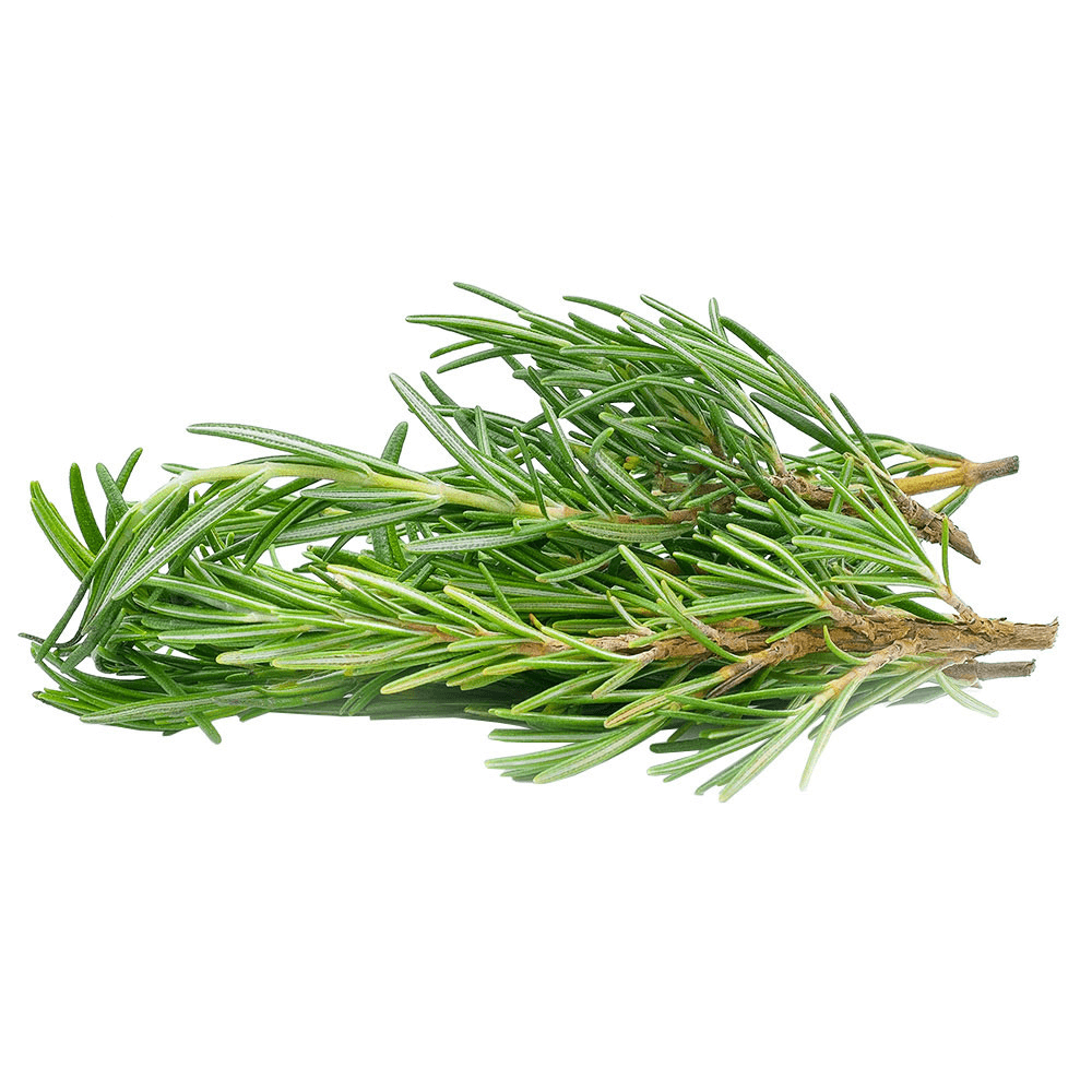 [KW052637] Holland Rosemary