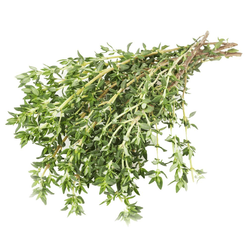 Dutch Thyme