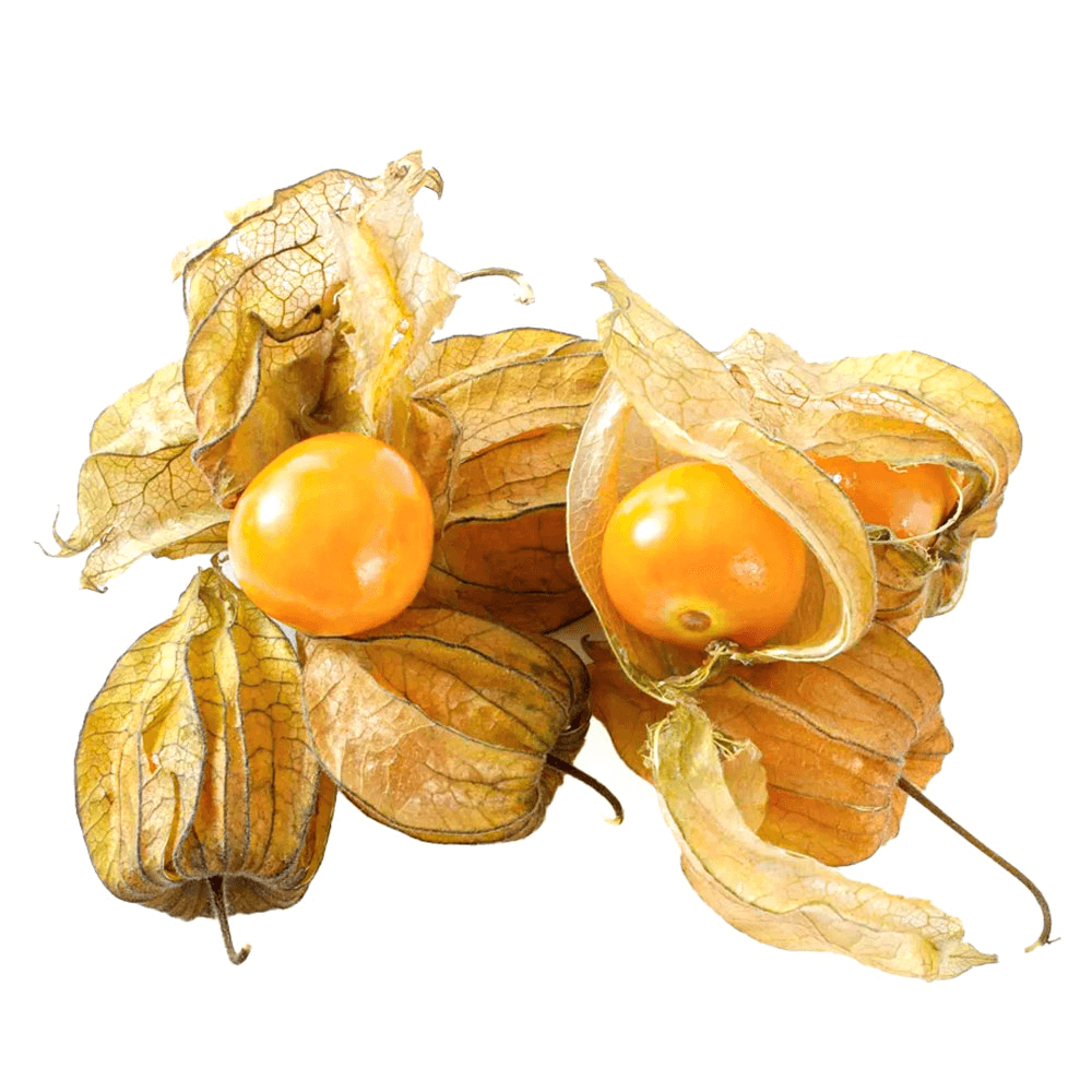 Holland Physalis