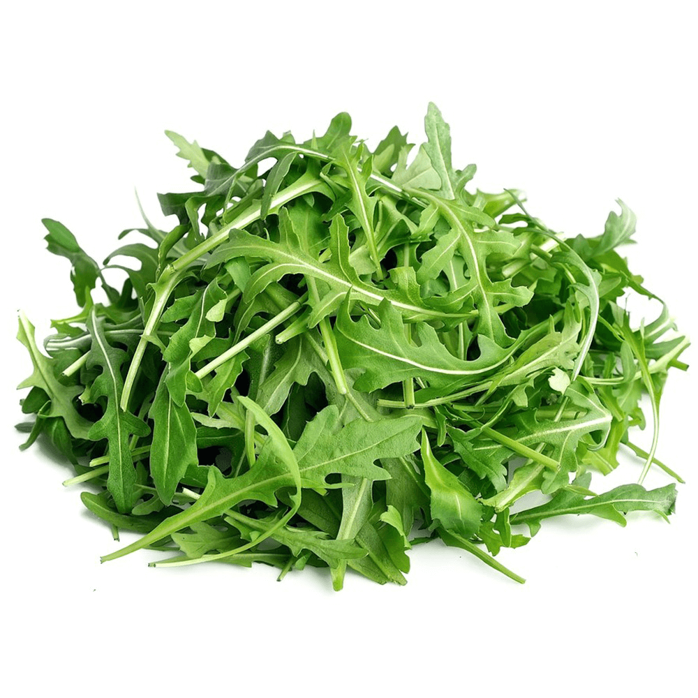 Holland Baby Arugula