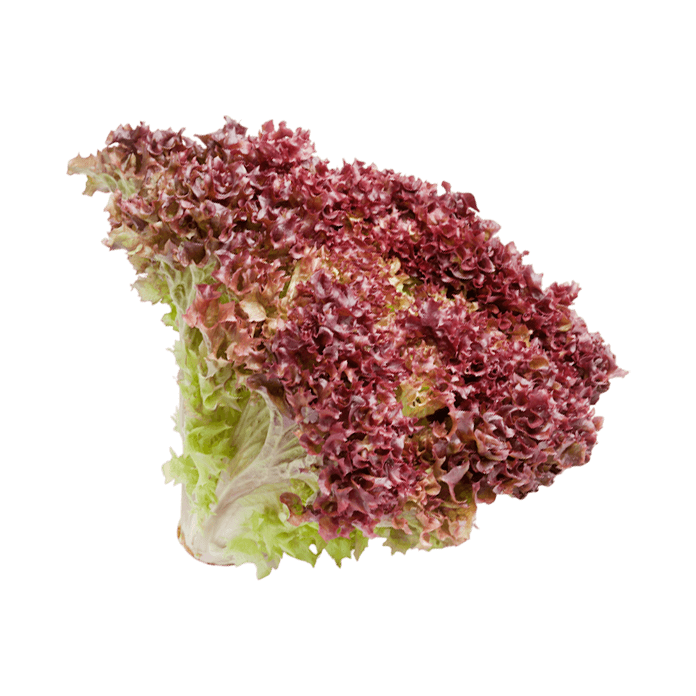 Lettuce Motif (Lolarossa shaped - Red) 1 Piece
