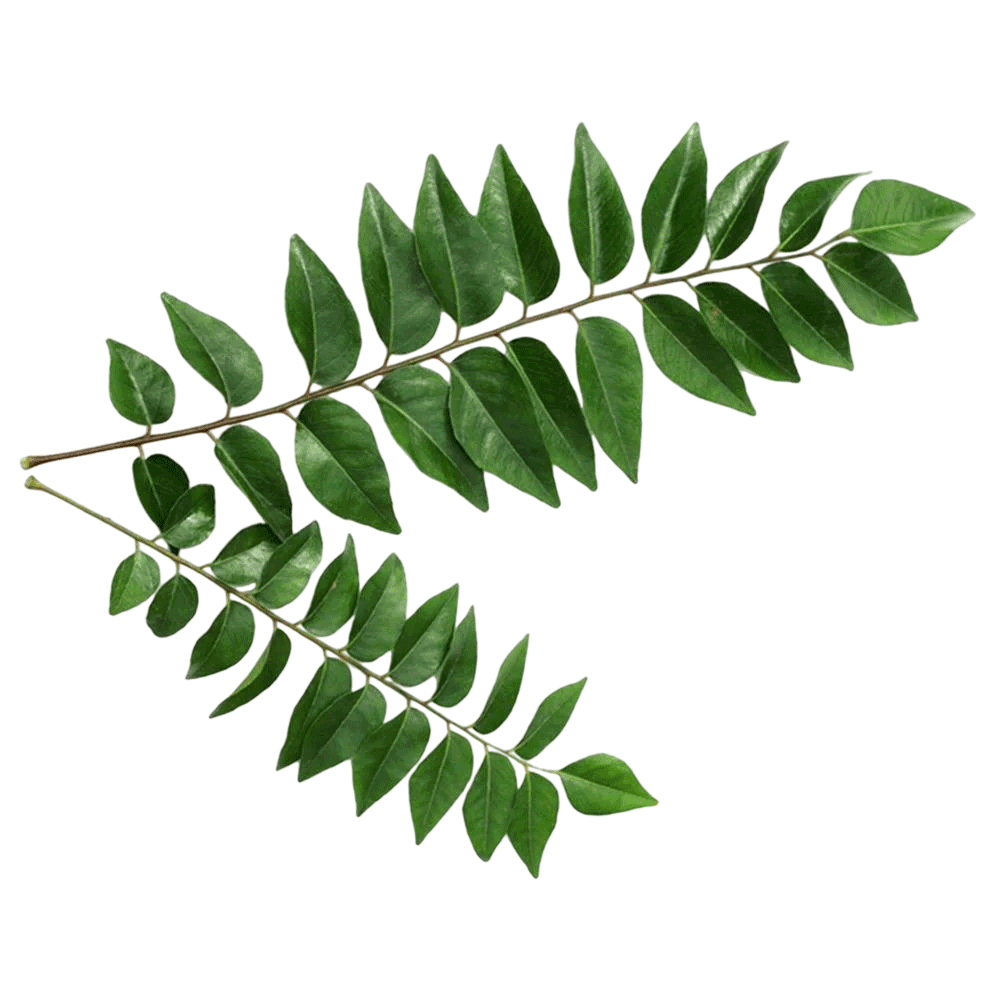indian curry leaves 50gm