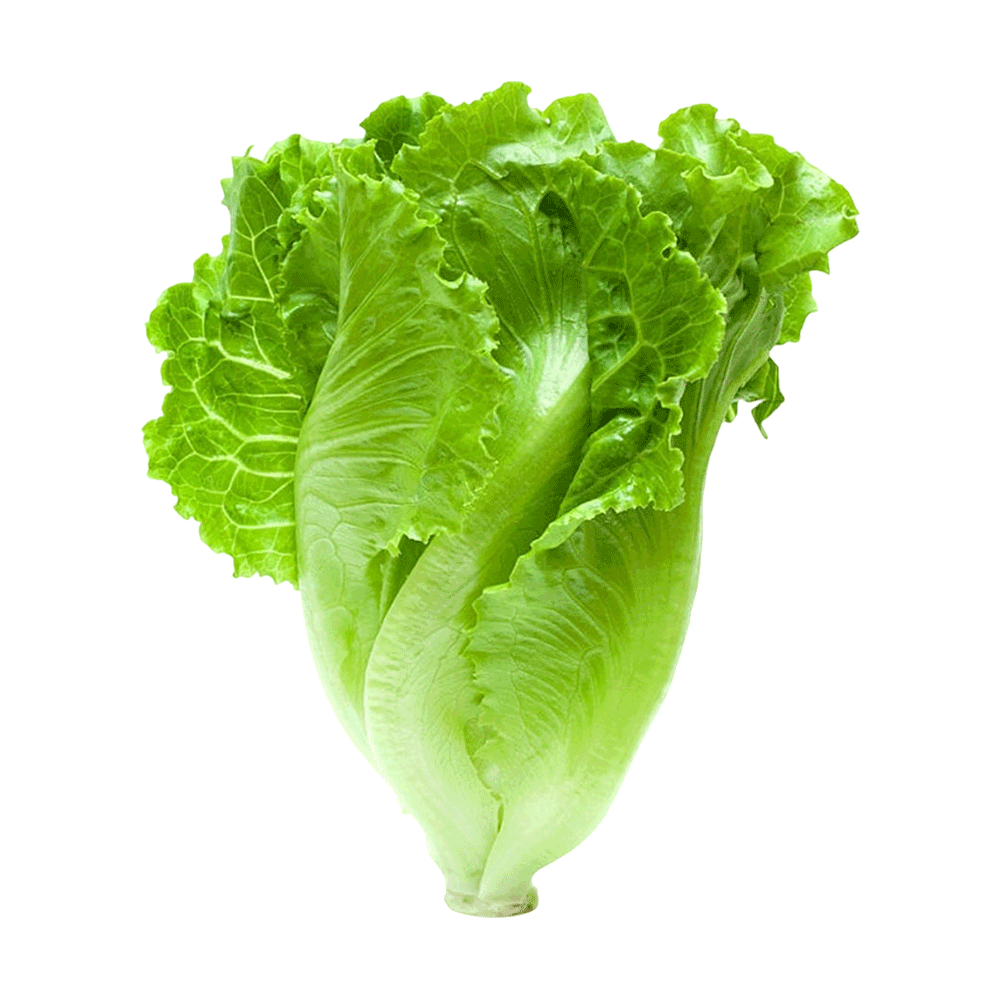 [KW082781] Lettuce Kivanc 09 (Lolo Bionda Shaped - Green) 1 Piece