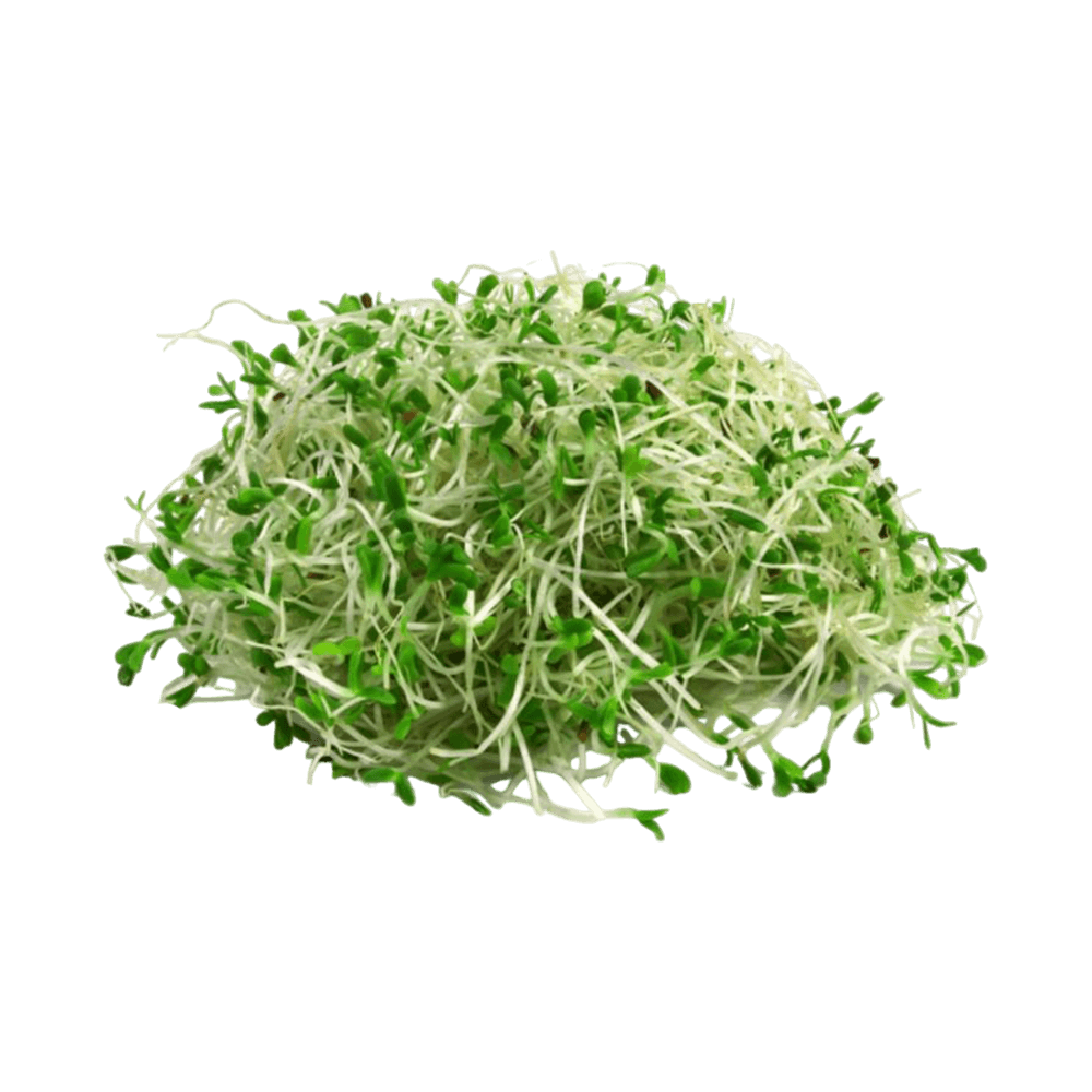[KW076725] Alfalfa Sprouts  100 gm